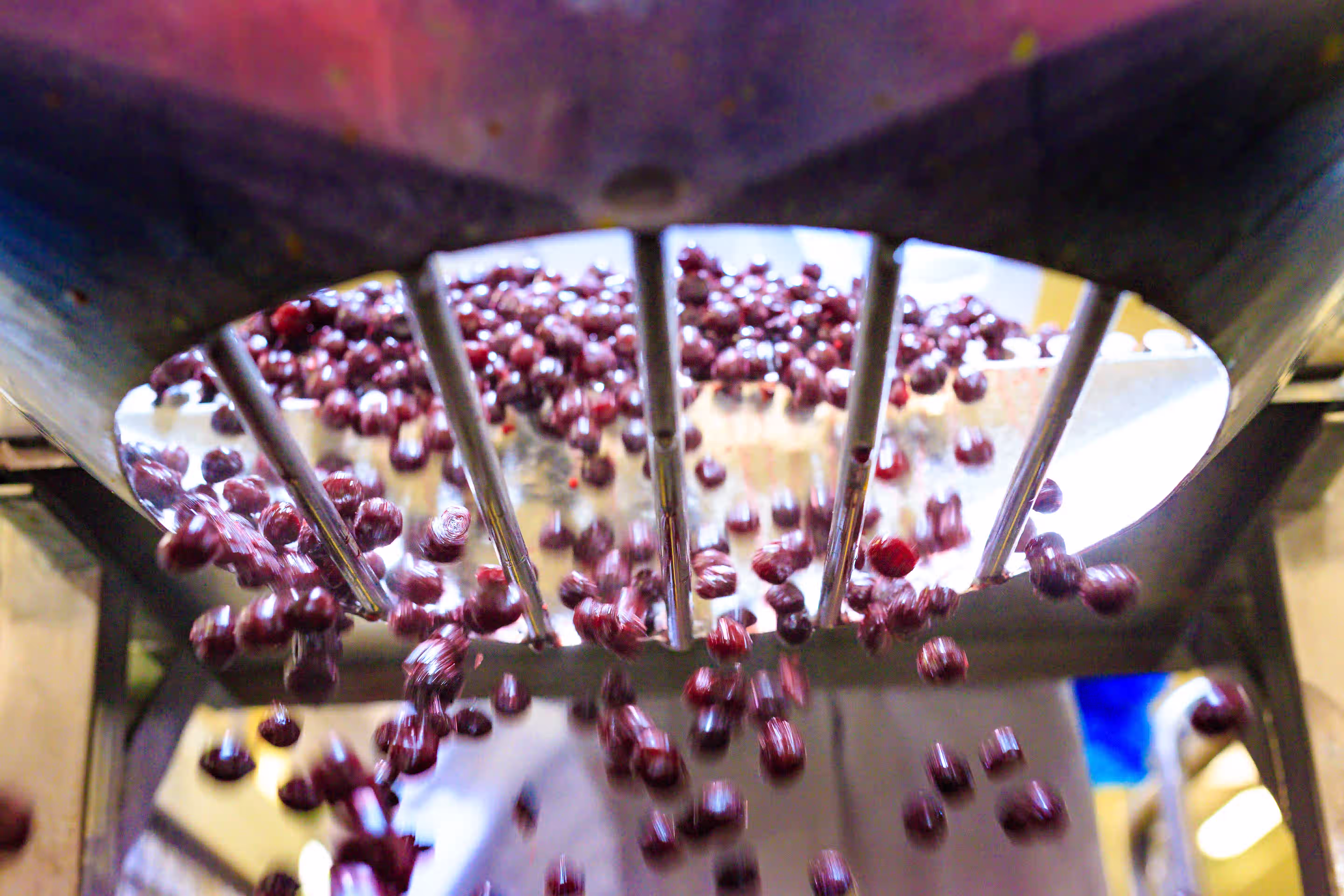 Sour cherries tumbling through the steel bars of a sorting machine [no AI]