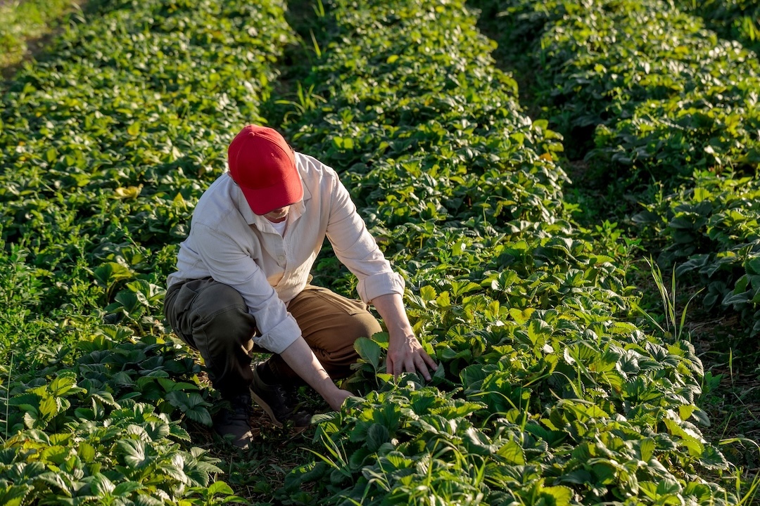 Farm worker in a red cap crouching in a green field inspecting young plants at sunset [no AI]