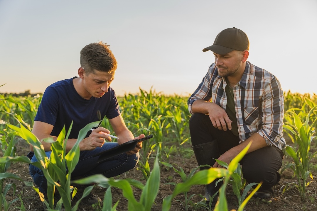 Two men crouching in a young maize field, one taking notes on a tablet [no AI]