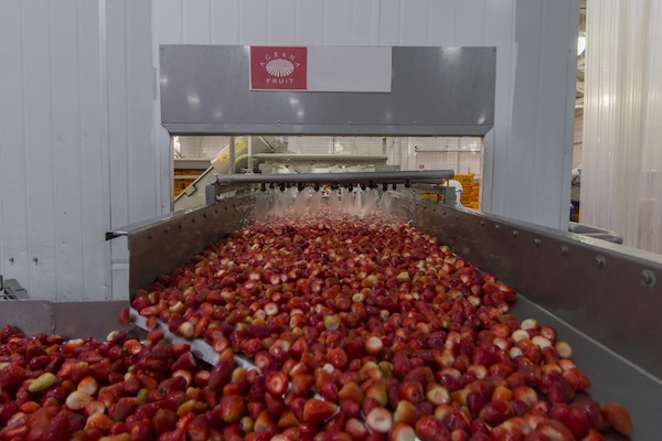 Strawberries on a processing line in an AGRANA Fruit plant