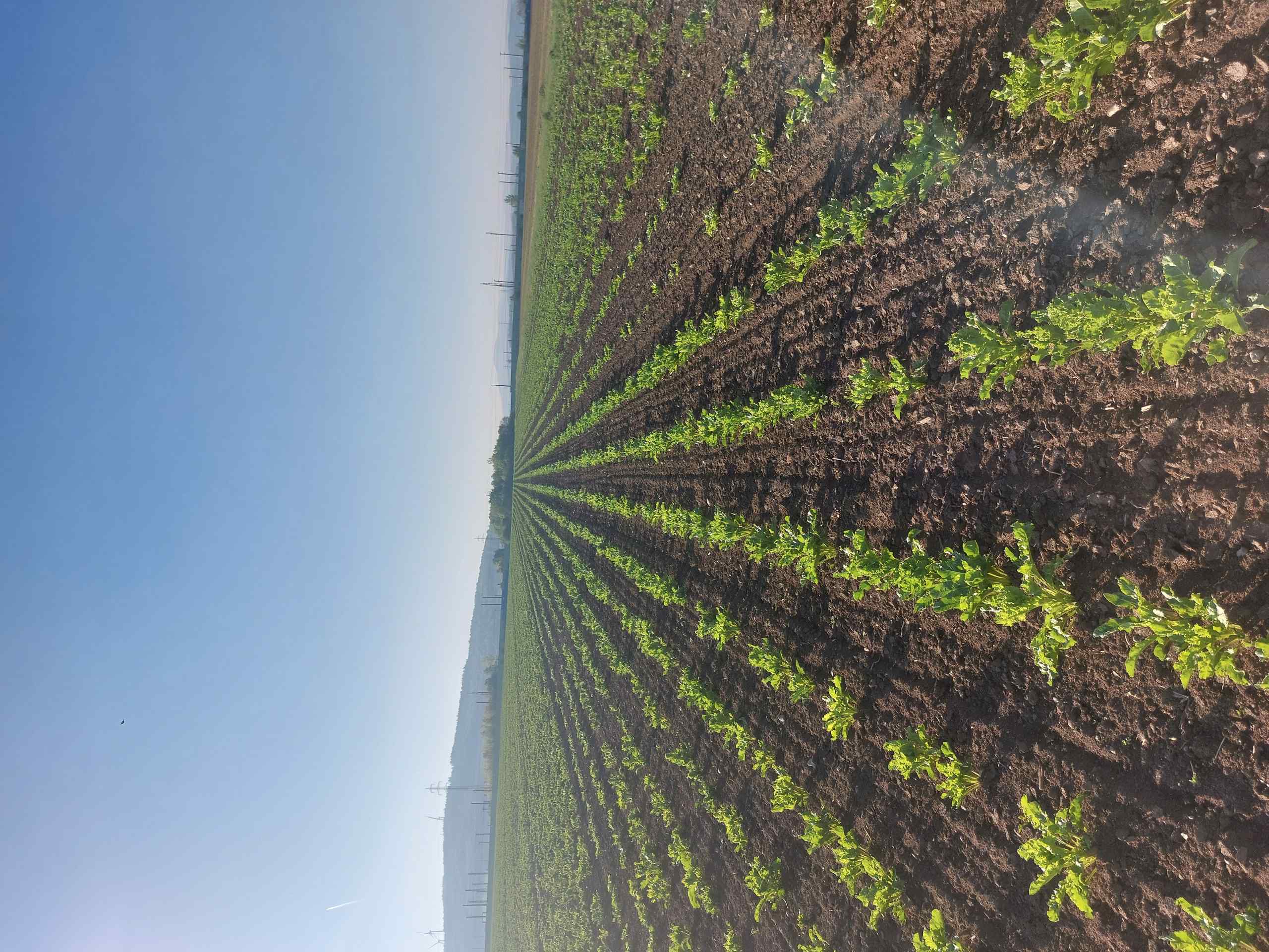 Young sugar beet rows in a field under a blue sky [no AI]