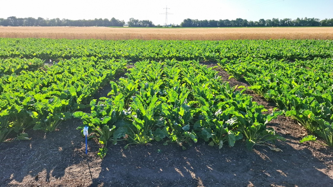 Sugar beet trial plots with labelled rows in a field [no AI]