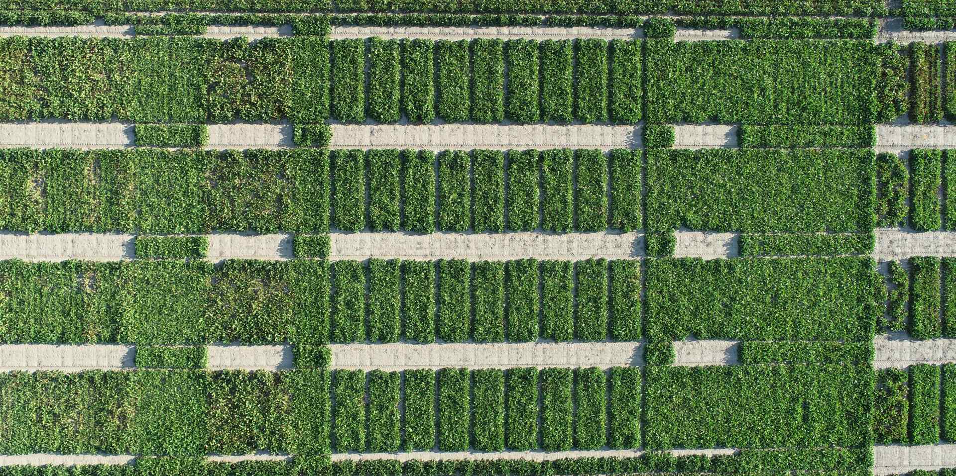 Aerial view of sugar beet trial plots arranged in a grid [no AI]