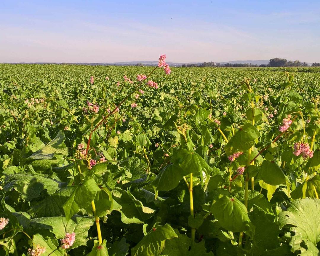 Flowering buckwheat cover crop with pink blossoms in a field under a blue sky [no AI]