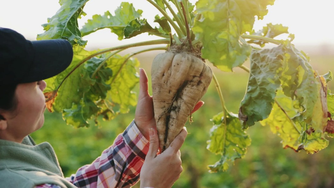 Farmer in a cap holding up a sugar beet with leaves in a field at sunset