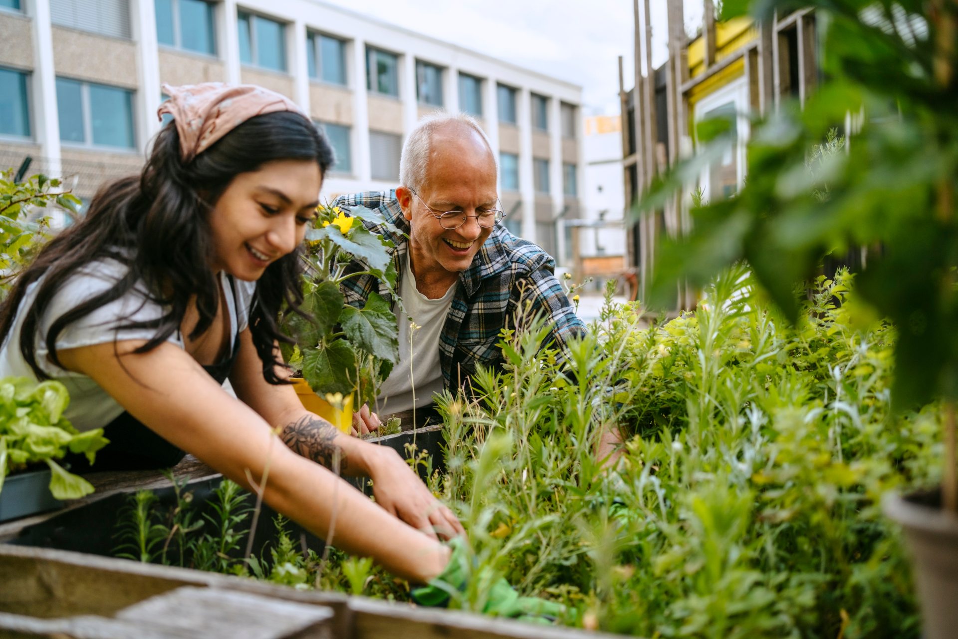 Young woman and older man gardening together in a raised bed in an urban courtyard [no AI]