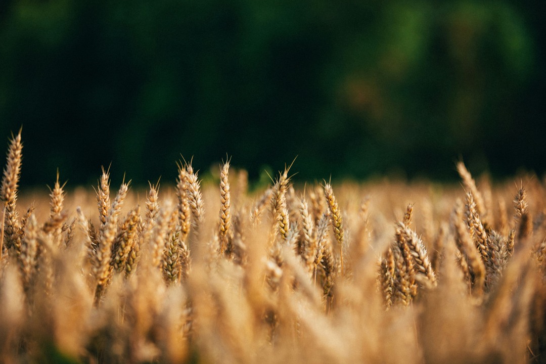 Goldene Weizenähren auf einem Feld vor einer dunklen Baumreihe [no AI]