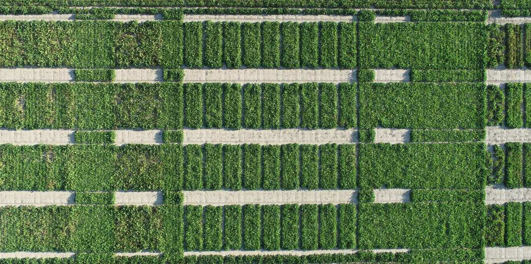 Aerial view of rectangular field trial plots separated by paths