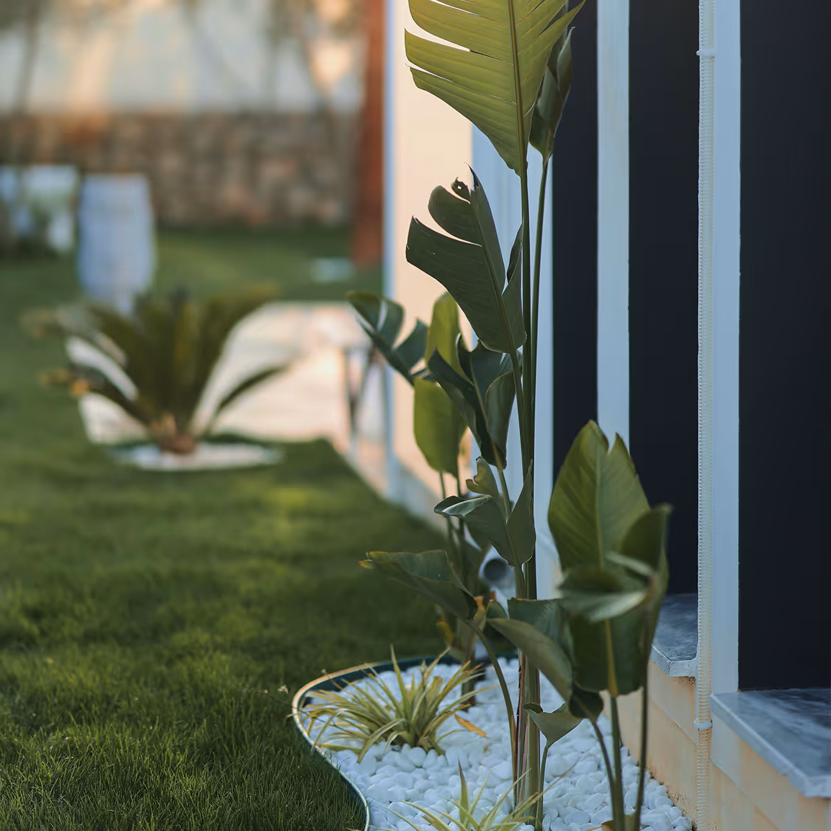 Backyard of house in morning sunlight and plants and decorative stones.