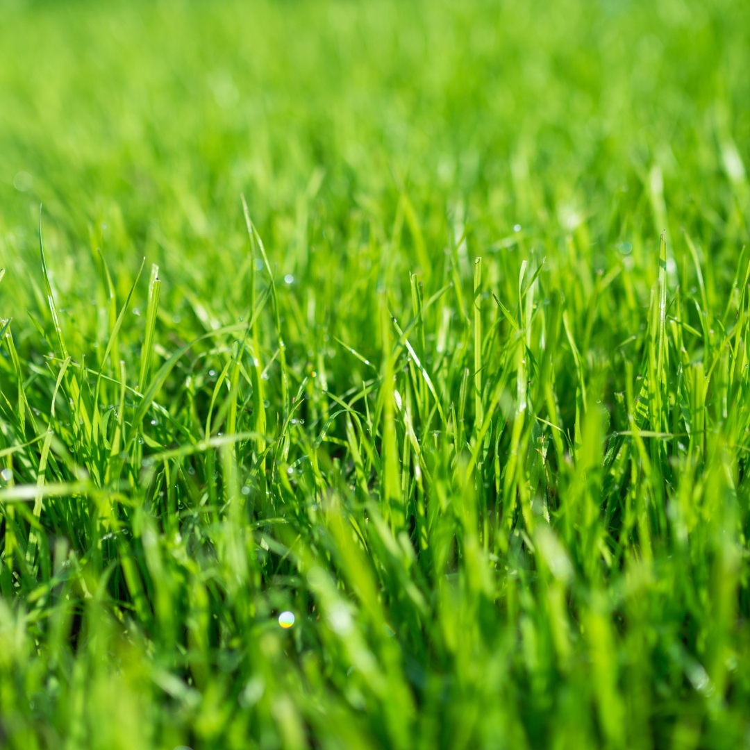 Lawn Fertilization & Weed Control