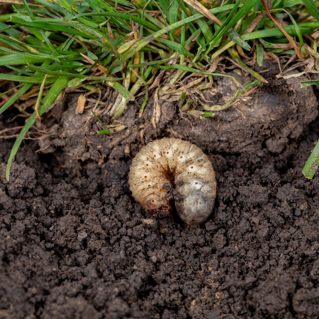 Grub Prevention & Control