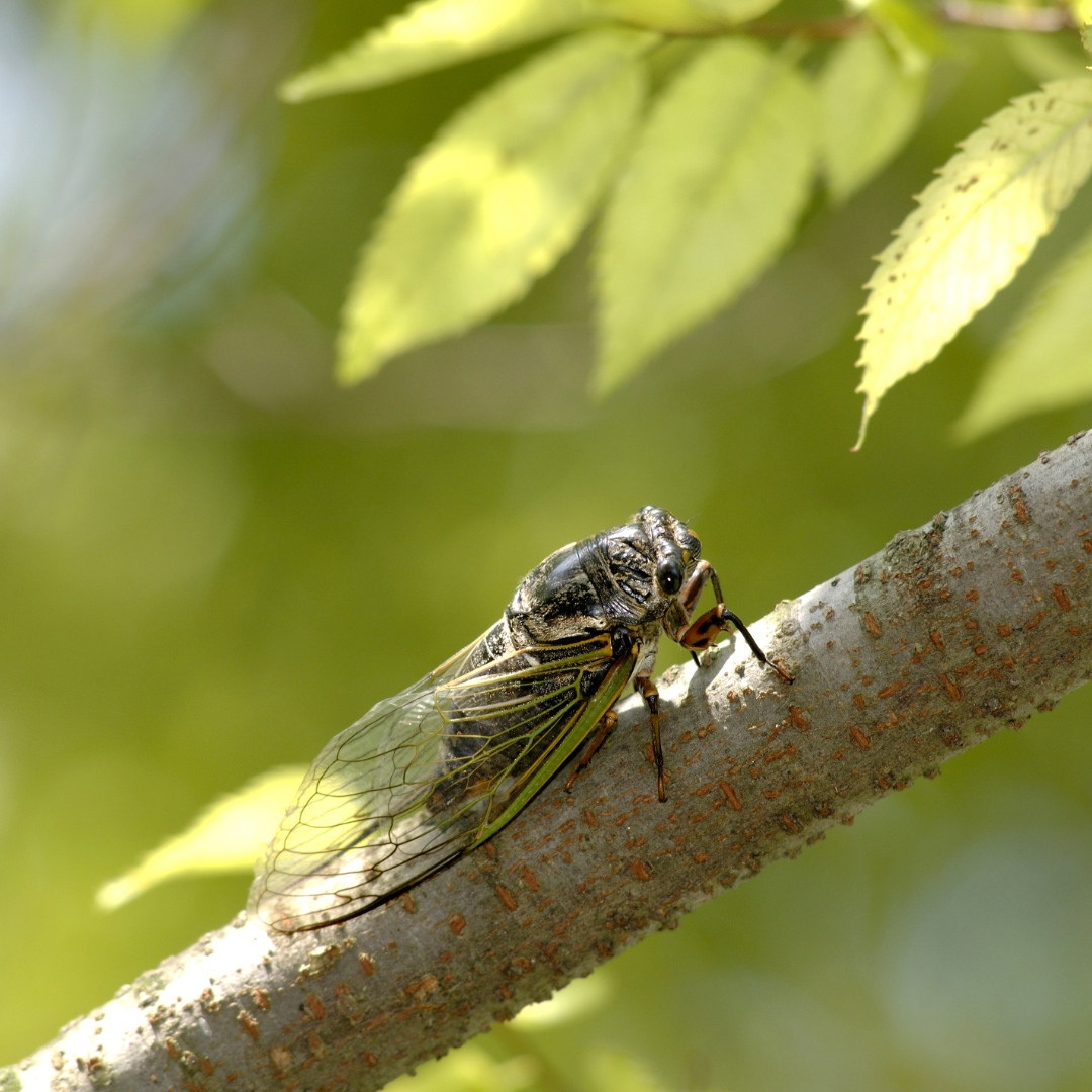 Insect Control for Trees & Shrubs