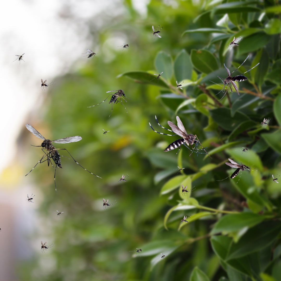 Mosquito Control Program