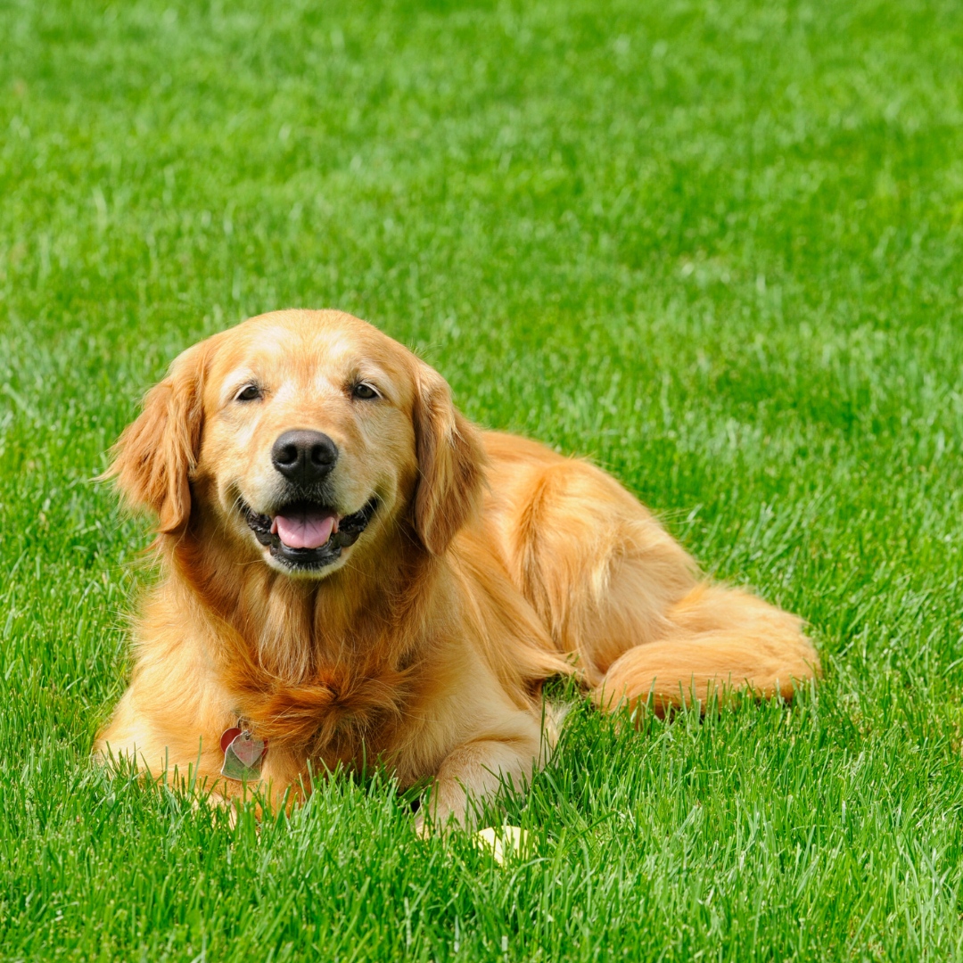 Flea, Tick & Outdoor Pest Control