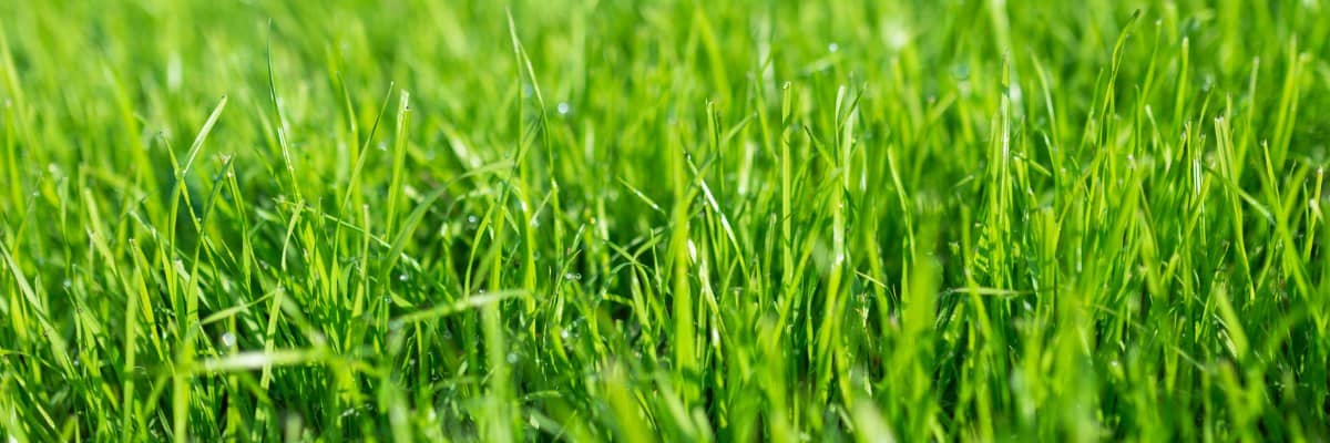 Lawn Fertilization & Weed Control