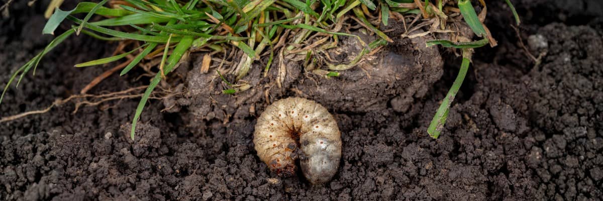 Grub Prevention & Control