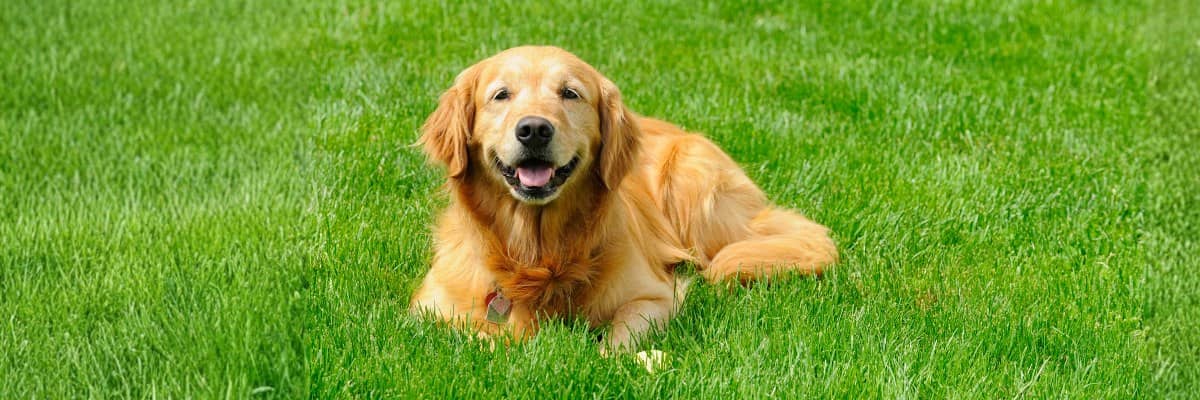 Flea, Tick & Outdoor Pest Control