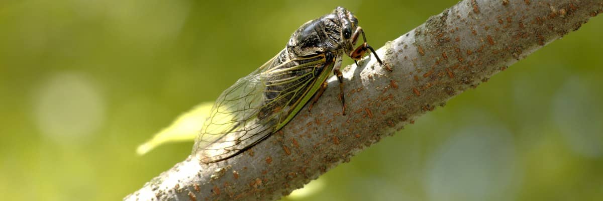 Insect Control for Trees & Shrubs