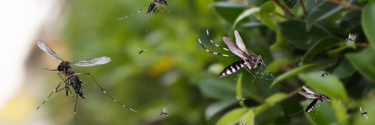 Mosquito Control Program