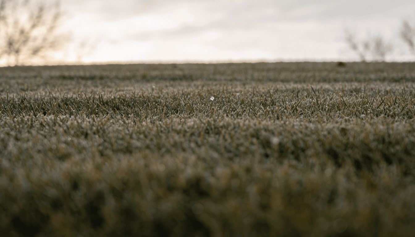 Winter Lawn Prep in Chicagoland: How to Reduce Snow Mold and Spring Patchiness