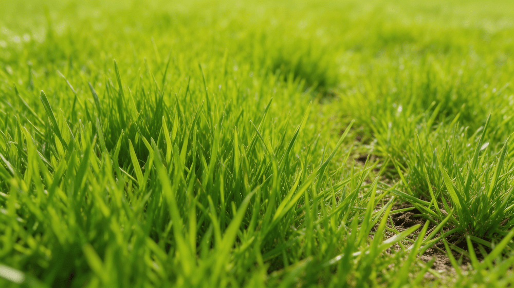 What Most People Get Wrong About Green Grass