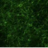Florescent microscopy image of neurons in sensory cortex