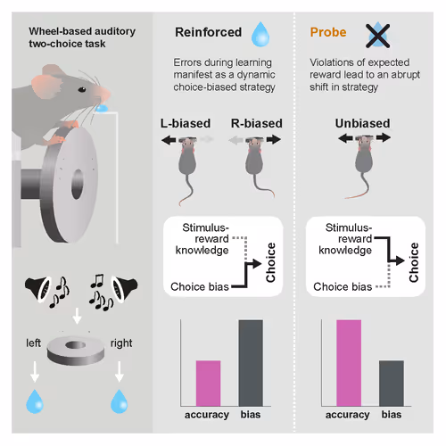Figure depicting performance error strategy in auditory two choice task