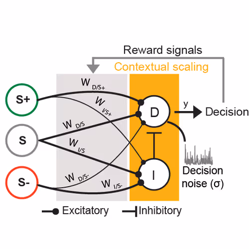 Figure depicting the exicitatory and inhibitory signals in the decision pathway