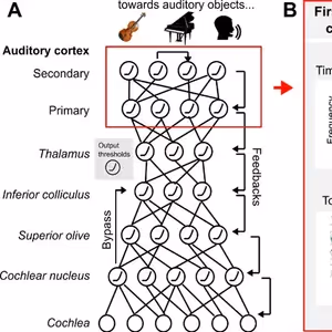 Figure showing different neural region responses to the sound of guitar, piano, and voice