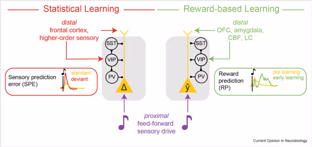 Shared circuit motif for prediction in statistical and reward-based learning