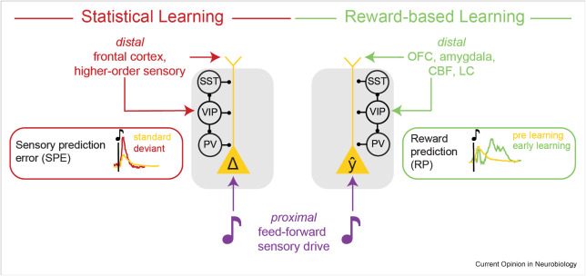 Shared circuit motif for prediction in statistical and reward-based learning