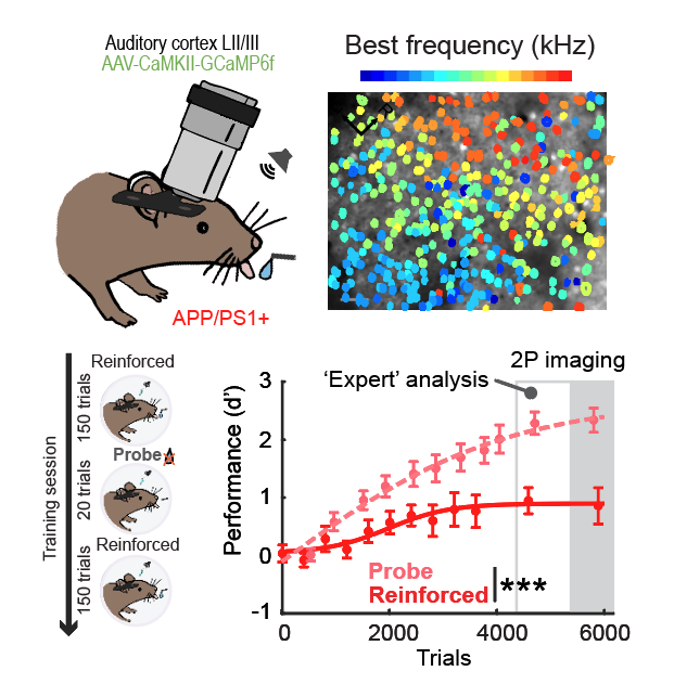 Mouse behavior training graphs