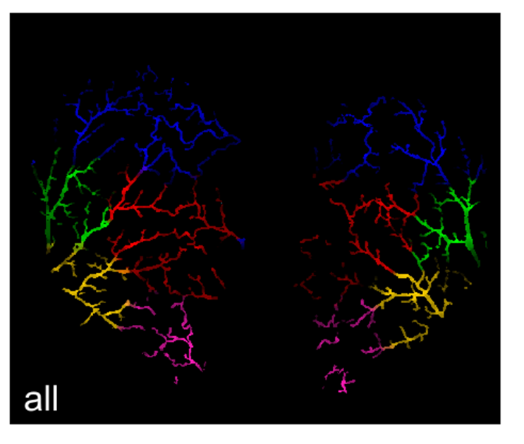 Brain with calcium imaging of pial arterioles