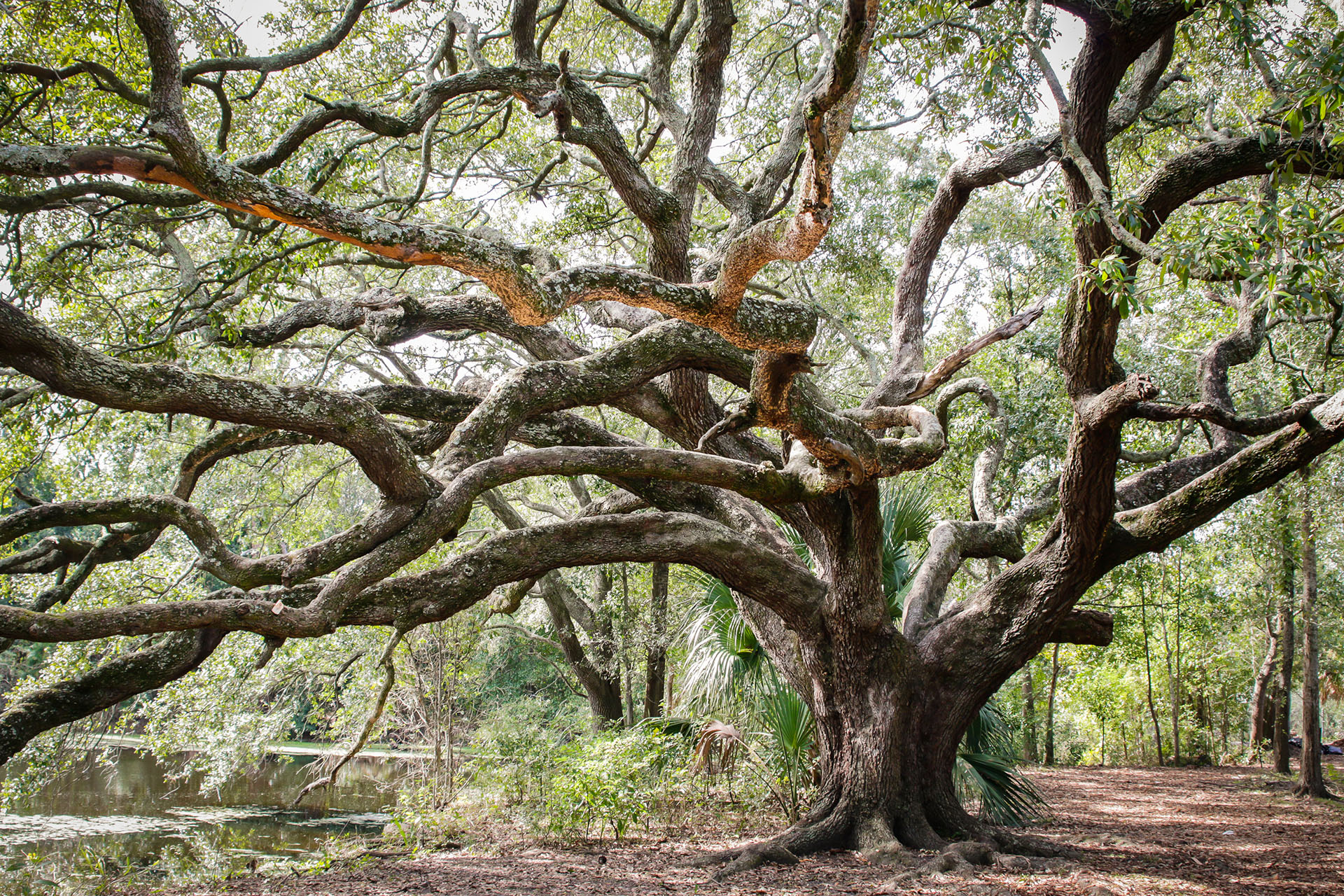 Large oak tree with sprawling, twisted branches in a wooded area near a pond.