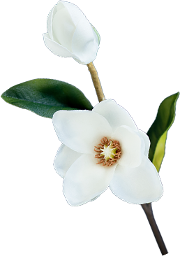 White magnolia flower with green leaves on a stem.