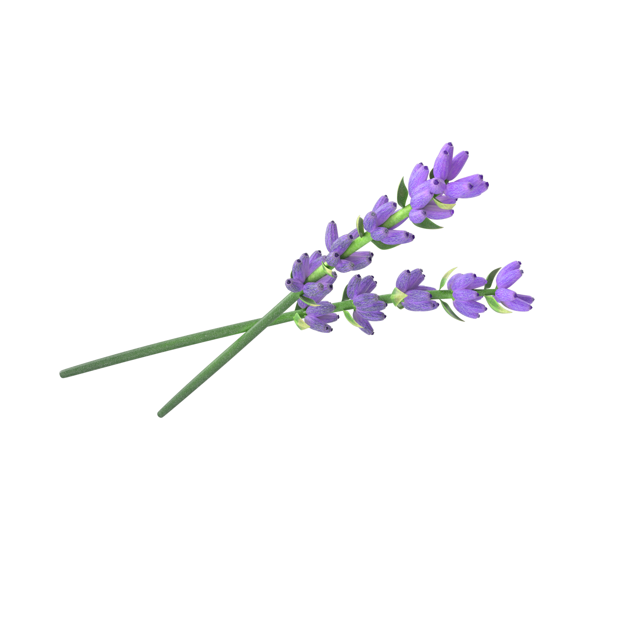 Two sprigs of lavender with purple flowers and green stems on a black background.