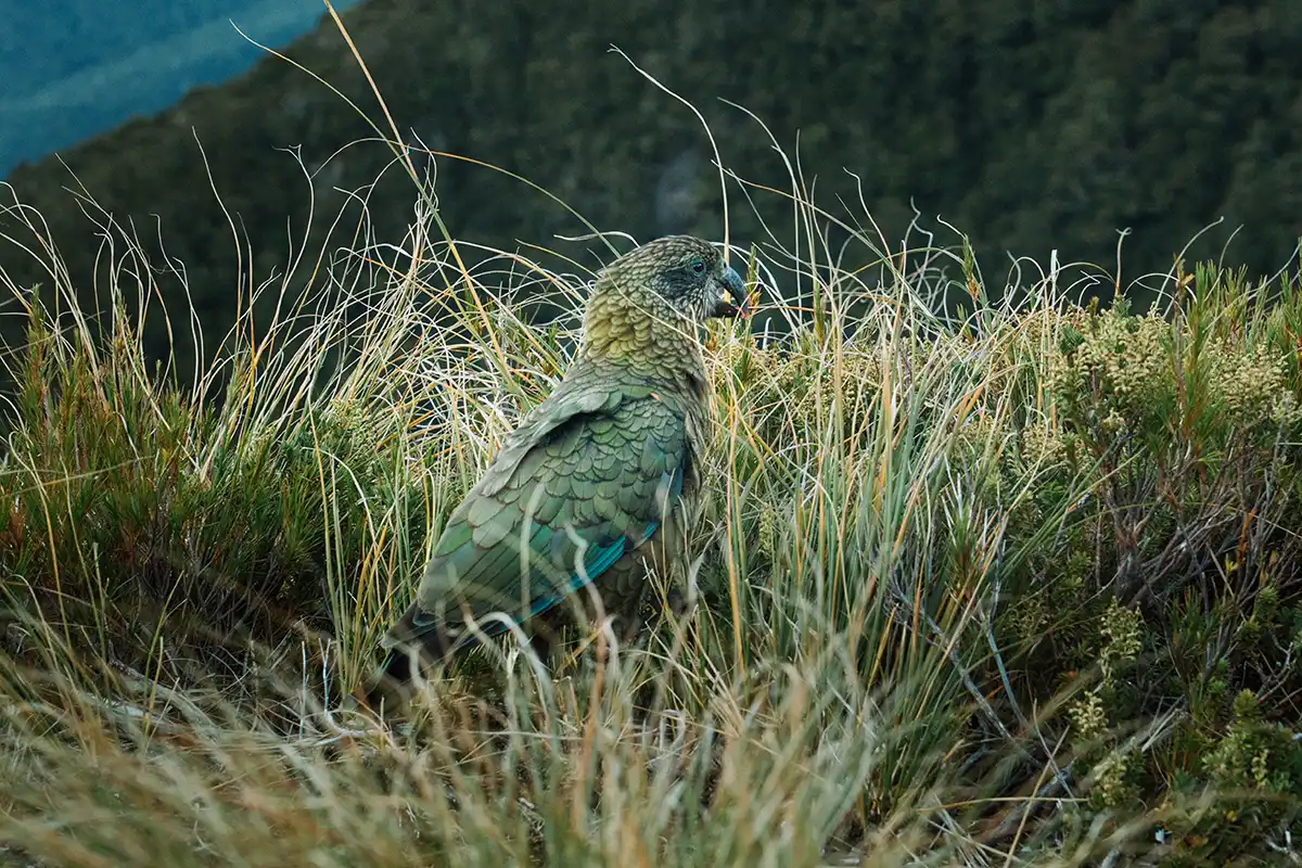 The Kea is the world’s only alpine parrot species, native to New Zealand, and it is famous for its curiosity and mischievous behaviour.