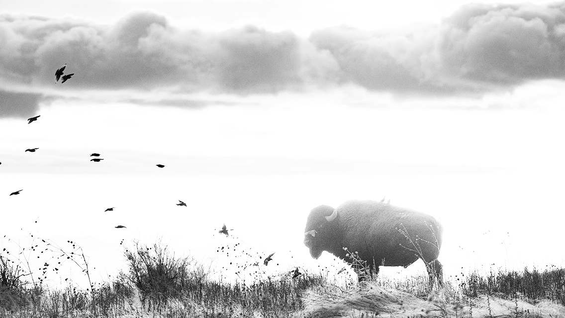 Black-and-white photograph for the Bison & Bird brand story.