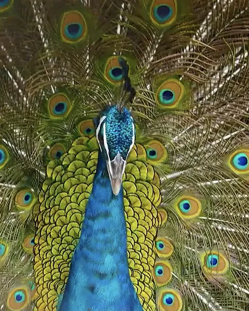 A shopping bag sitting on top of a green field.