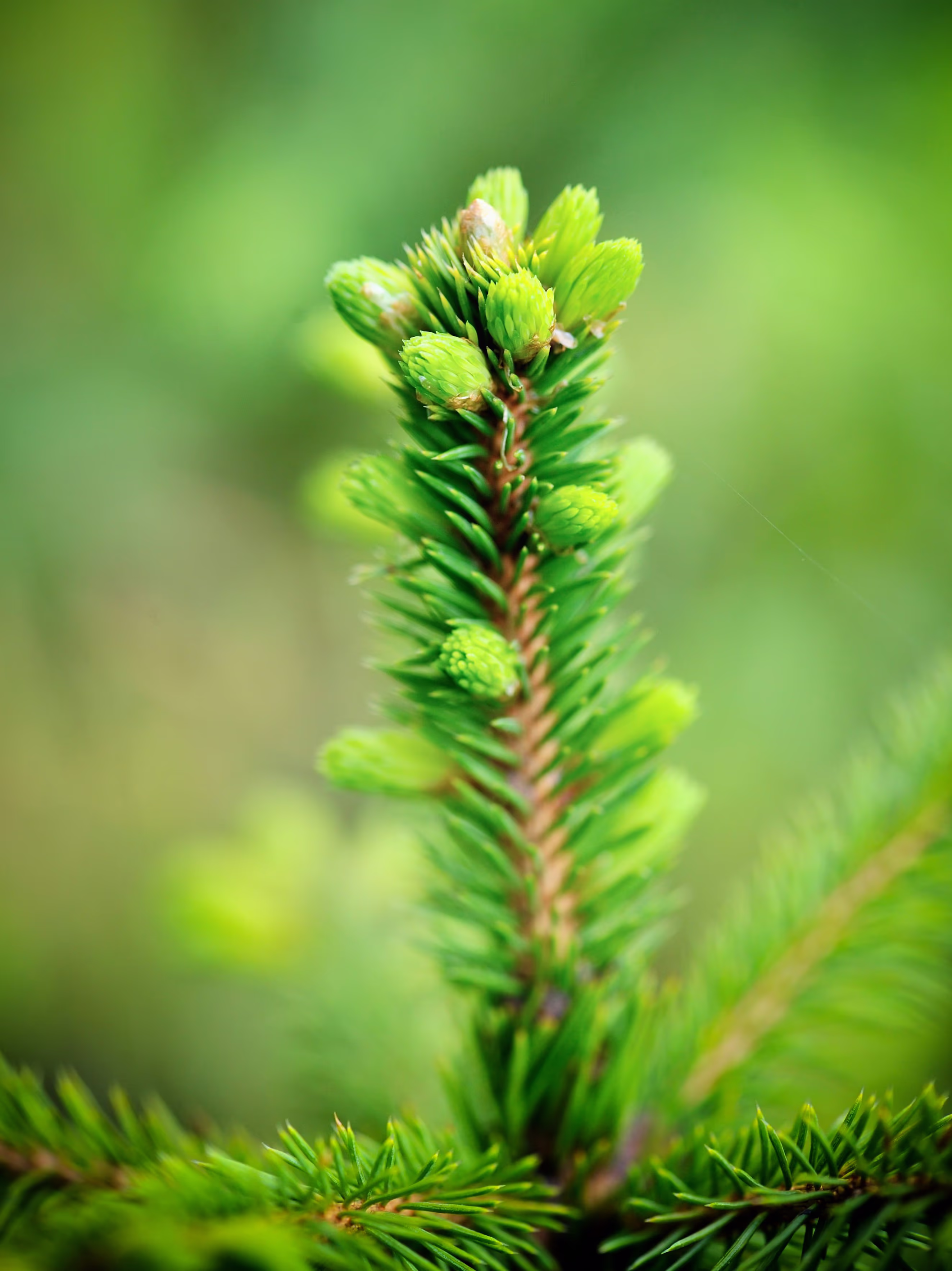 Ein bild eines frischen Tannenwipferls