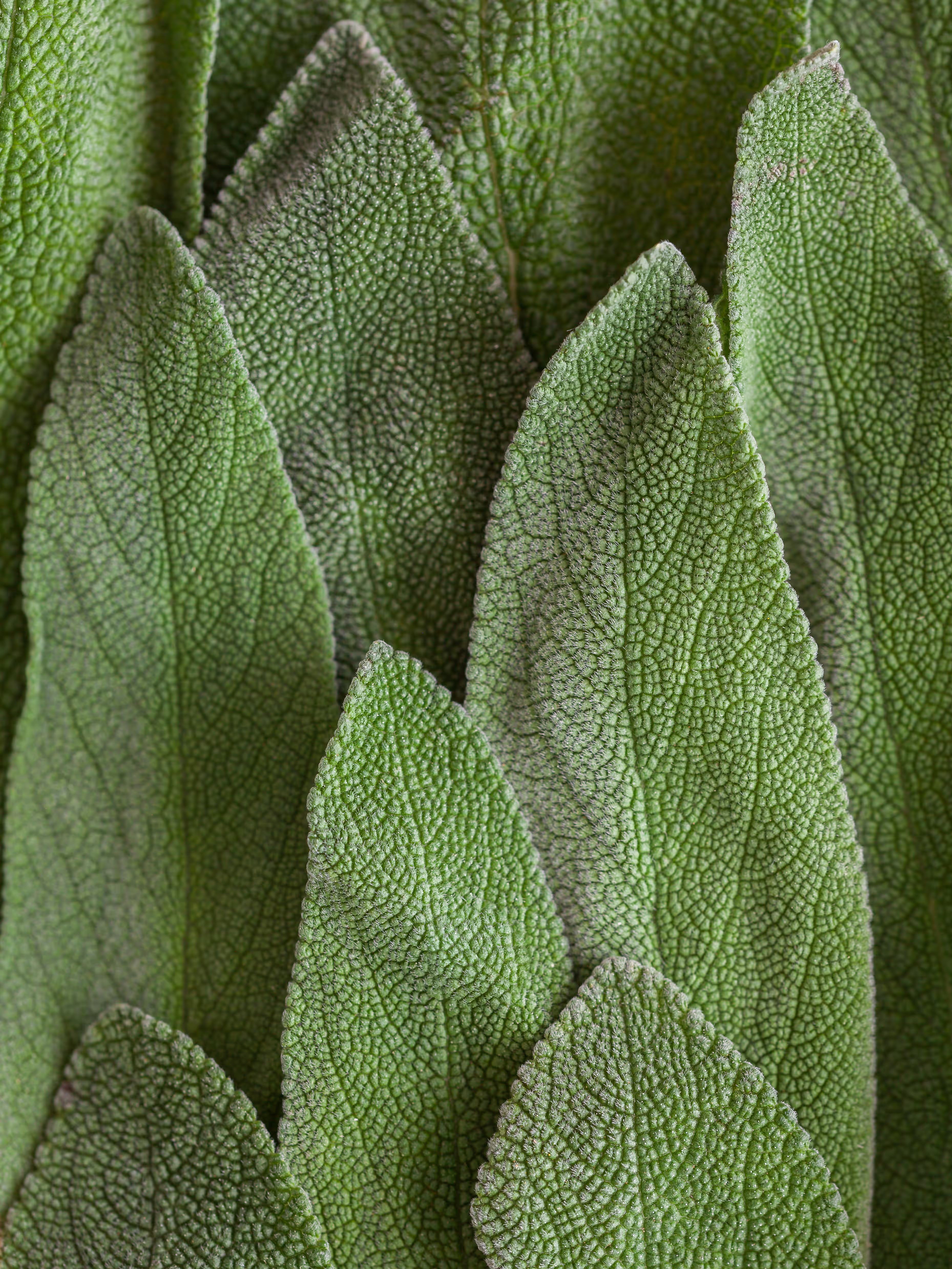 Bild von mehreren frischen Salbeiblättern