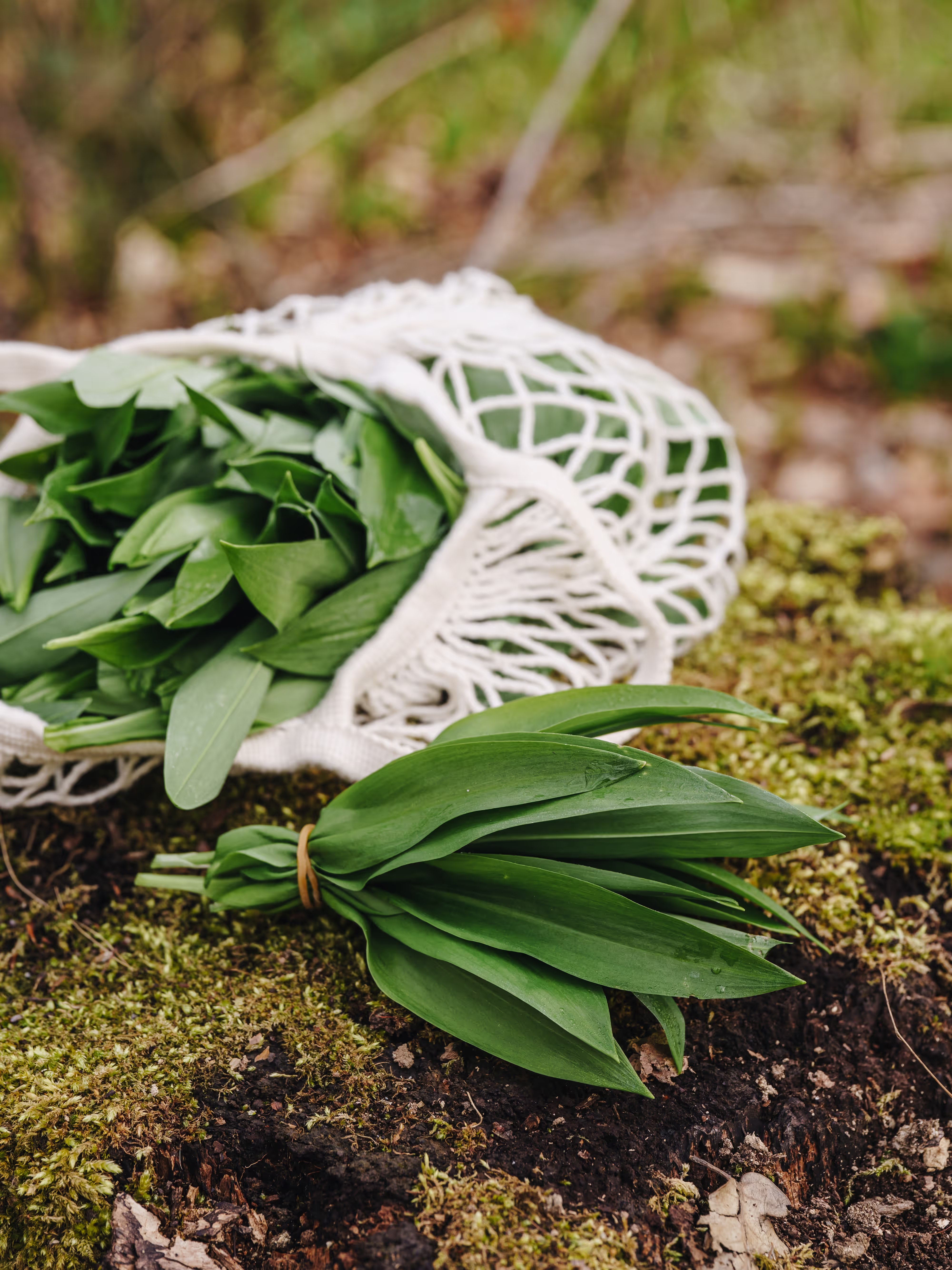Frischer Bärlauch im Wald und in einem Bündel