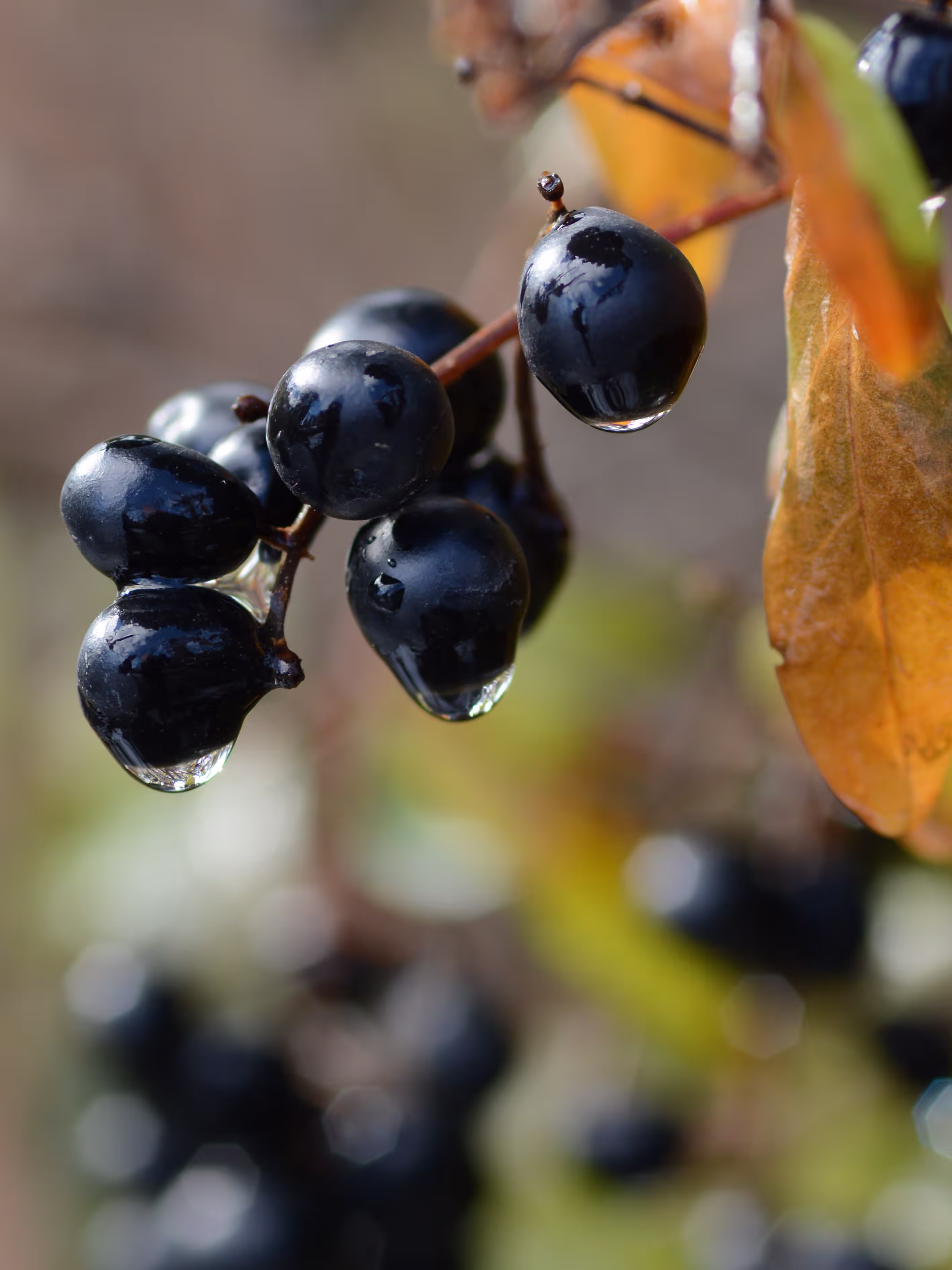 Aroniabeeren auf dem Strauch