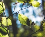 Sunlit green leaves on thin branches against a blurred blue and white sky background.