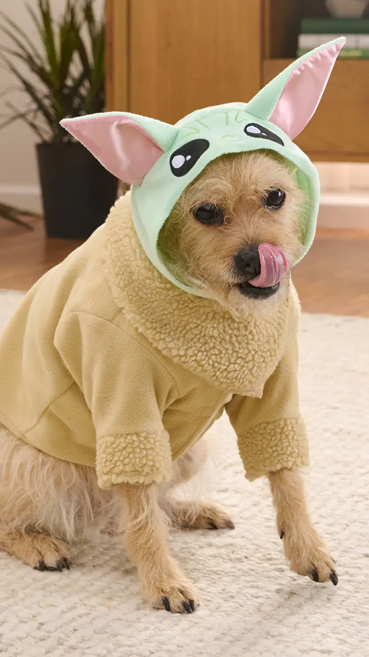 Dog wearing a Spider-Man themed pet hoodie from Jazwares Pets