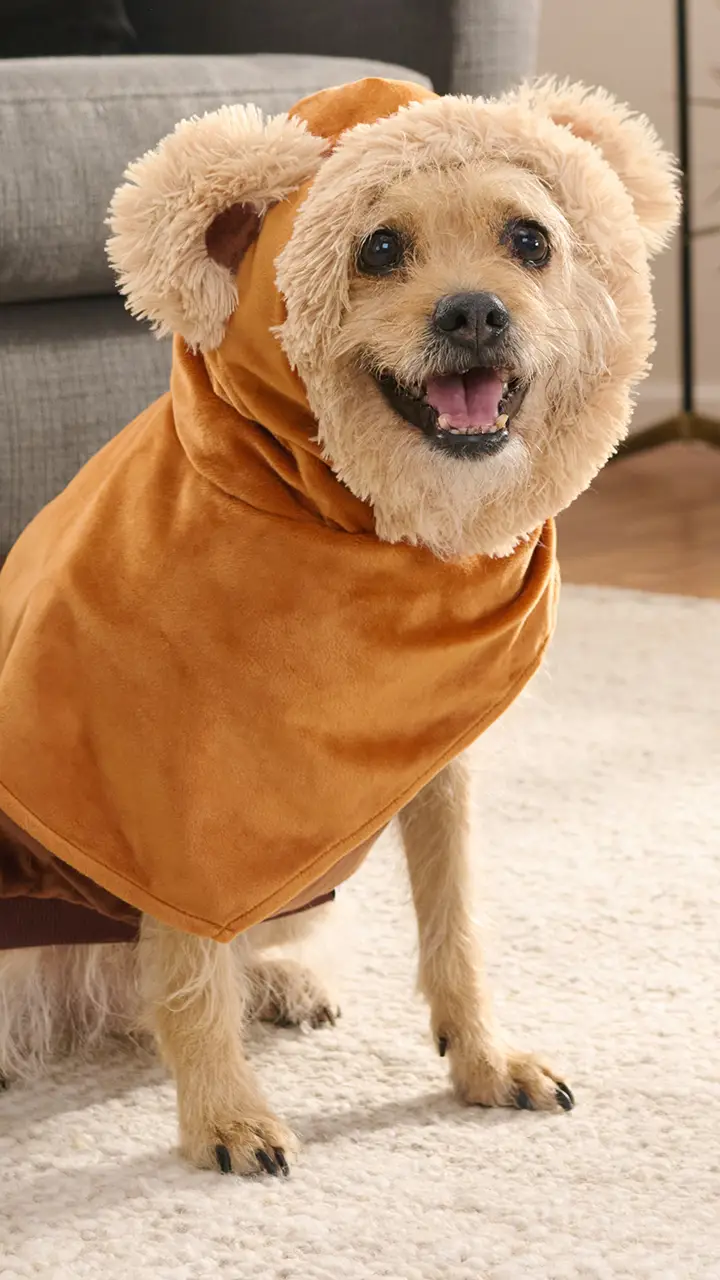 Small dog wearing a character themed pet hoodie from Jazwares Pets