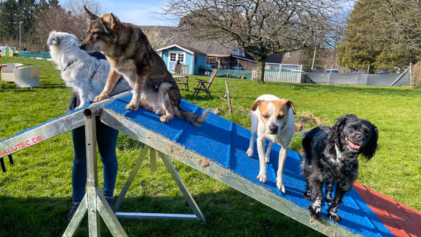 Vier Hunde unterschiedlicher Rassen auf einer blauen Rampe im grünen Garten bei sonnigem Wetter.