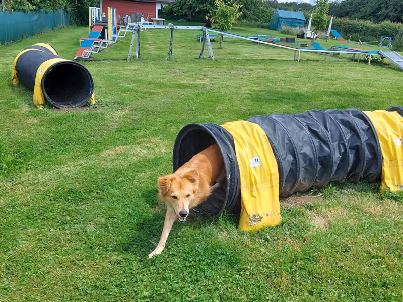 Vier Hunde unterschiedlicher Rassen auf einer blauen Rampe im grünen Garten bei sonnigem Wetter.