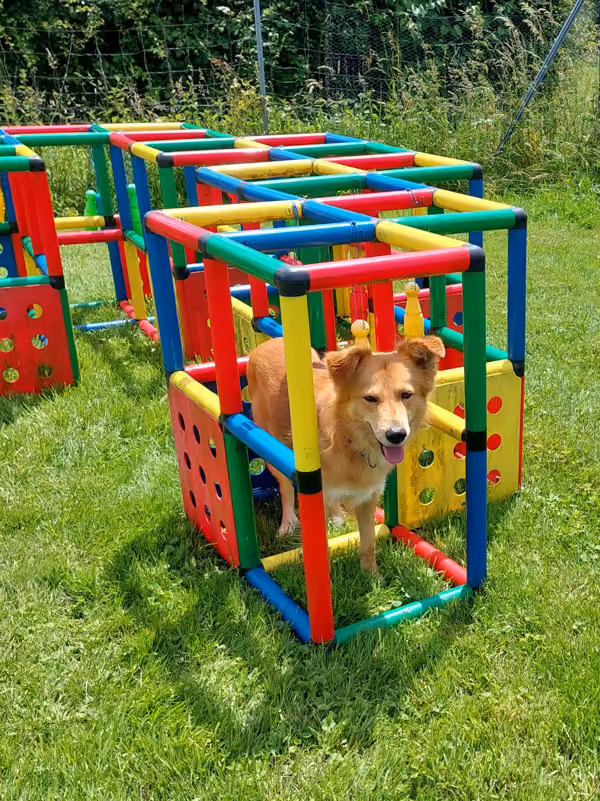 Drei Hunde liegen entspannt auf grünem Gras vor einem blauen Wasserbehälter im Garten.