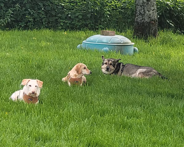Drei Hunde liegen entspannt auf grünem Gras vor einem blauen Wasserbehälter im Garten.